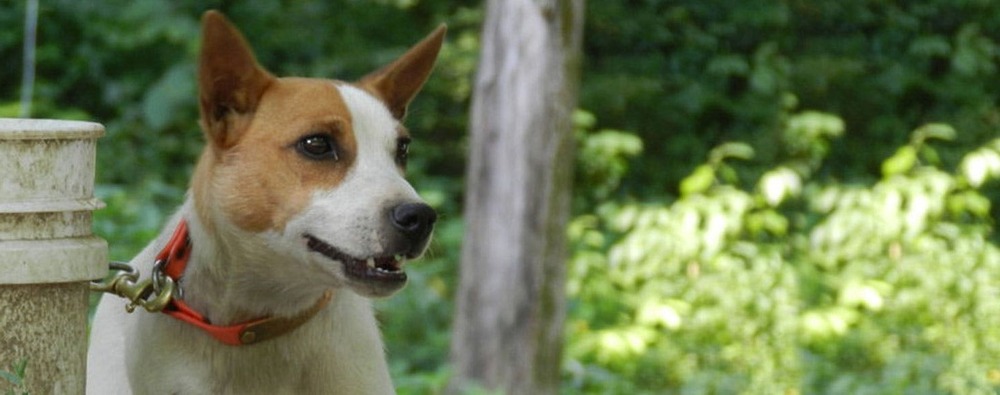 Small feist-type dog standing alert outdoors
