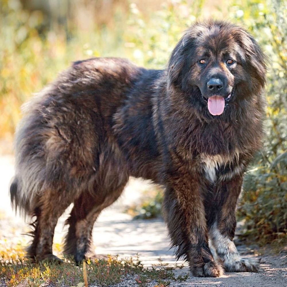 Caucasian Shepherd Dog standing outdoors