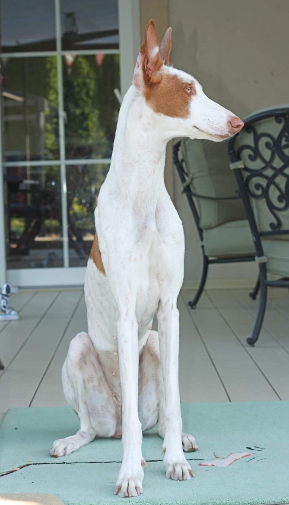 Ibizan Hound side profile showing lean build