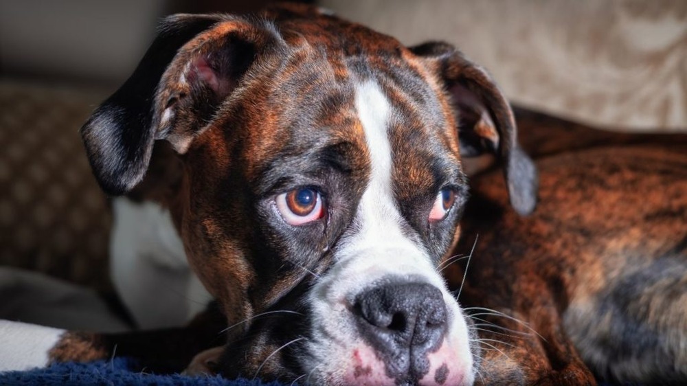 Veterinary check of an intact male dog
