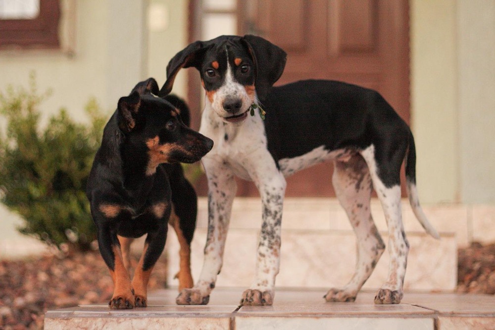 American Foxhound walking on lead