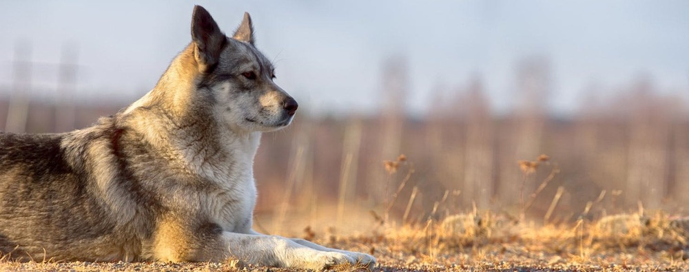 Close view of East Siberian Laika face and coat