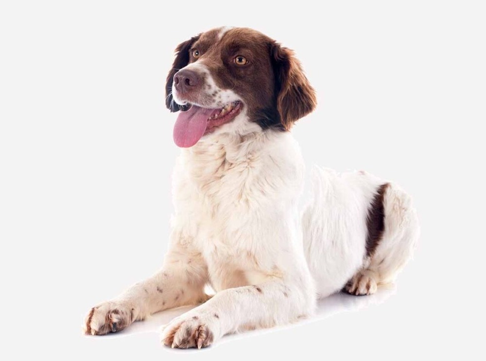 Hound walking on lead in a natural setting