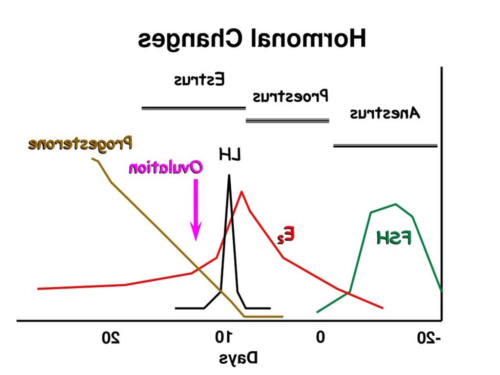 Dog being calmly examined by a veterinarian