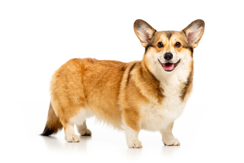 Pembroke Welsh Corgi resting on grass