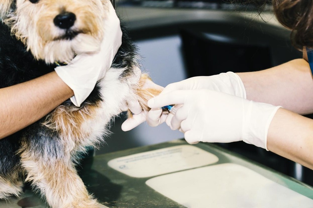 Veterinarian preparing a blood sample