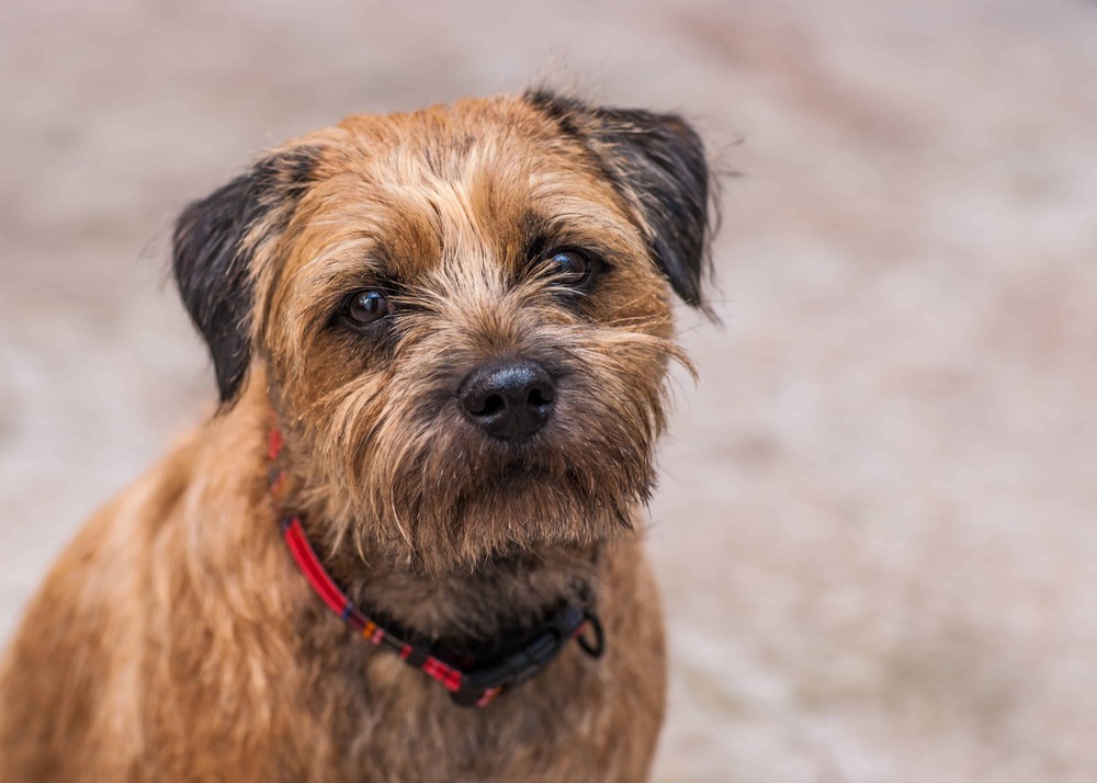 Border Terrier standing alert