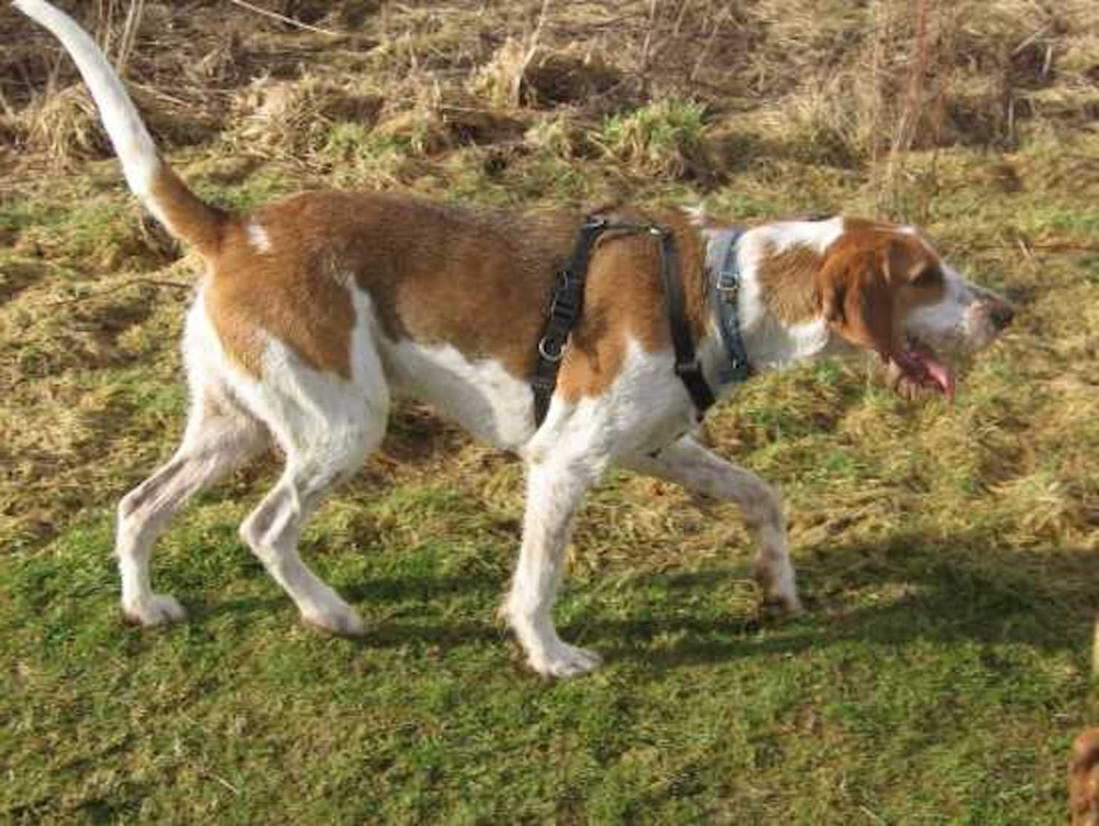 American English Coonhound standing outdoors