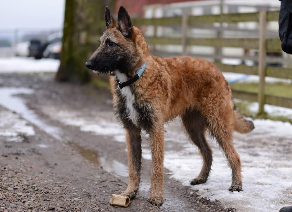 Belgian Laekenois standing outdoors with wiry coat