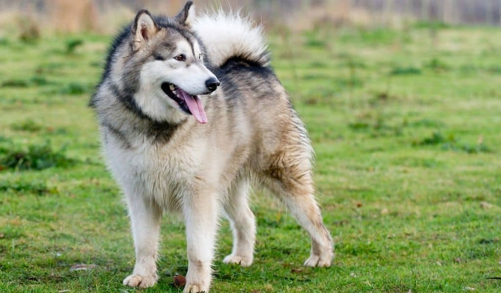 Alaskan Malamute moving through a snowy-looking landscape
