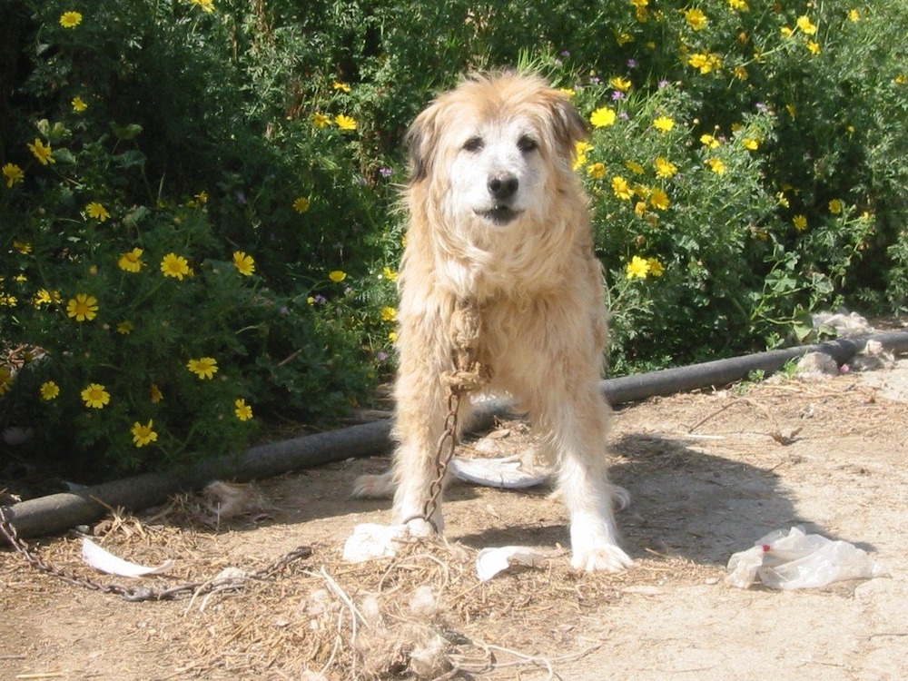 Spino degli Iblei walking with handler