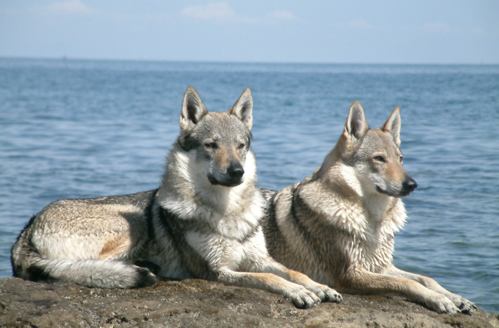 Kunming Dog resting calmly on the ground