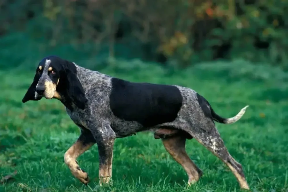 Close view of Petit Bleu de Gascogne coat pattern