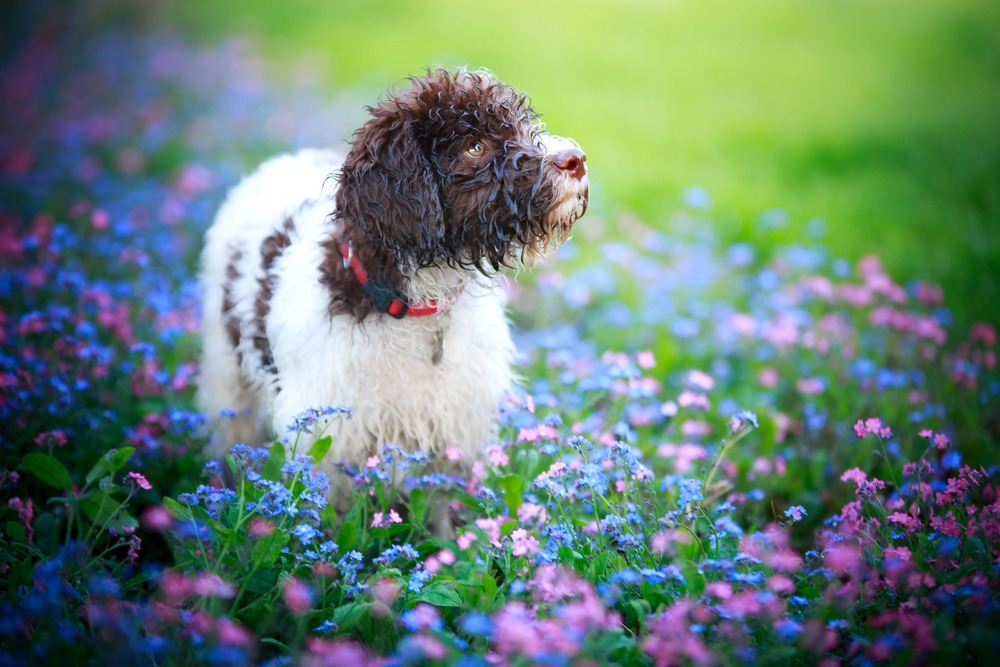 Curly-coated Lagotto Romagnolo close-up