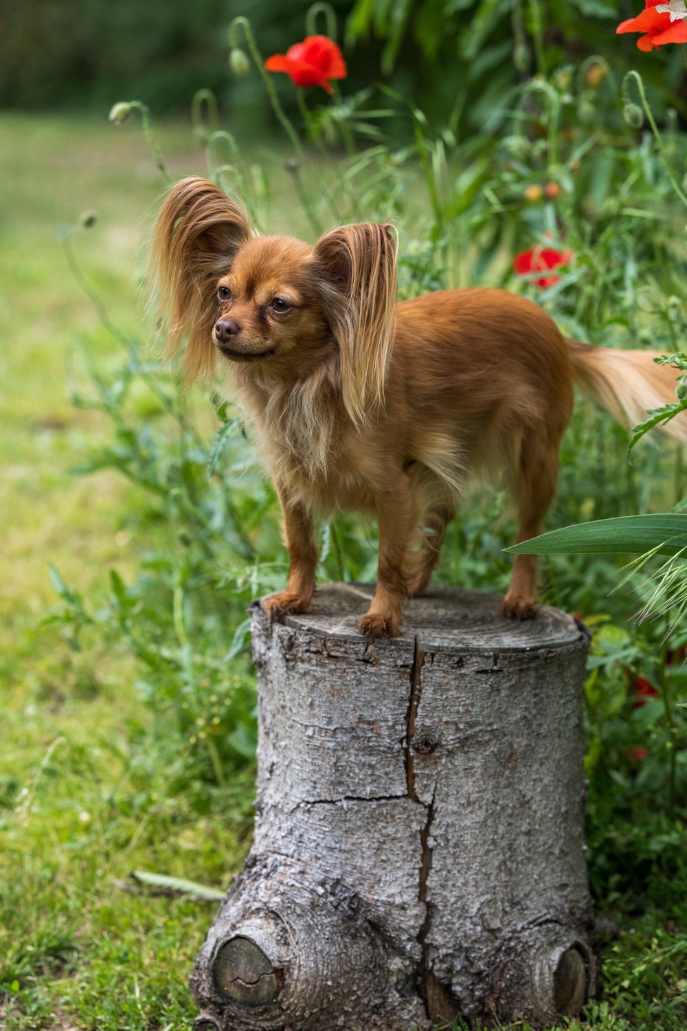 Longhaired Russian Toy with fringed ears