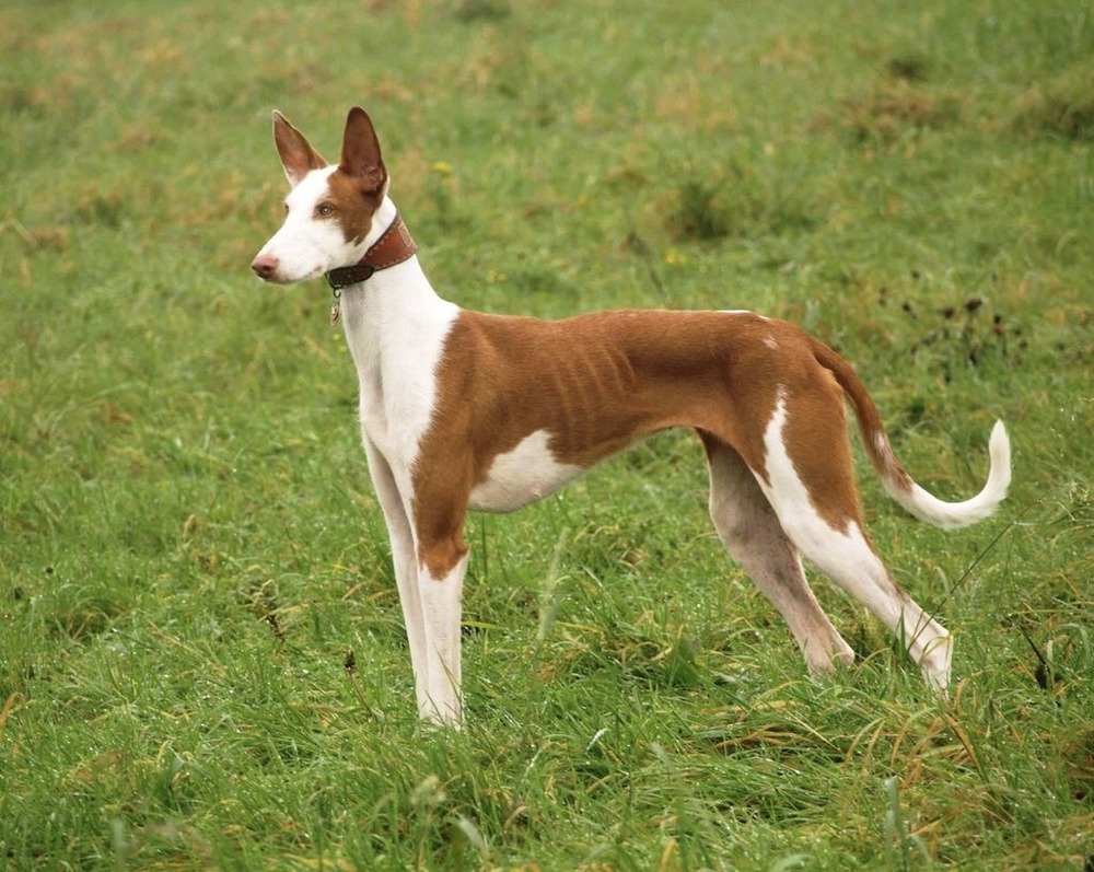 Ibizan Hound resting calmly