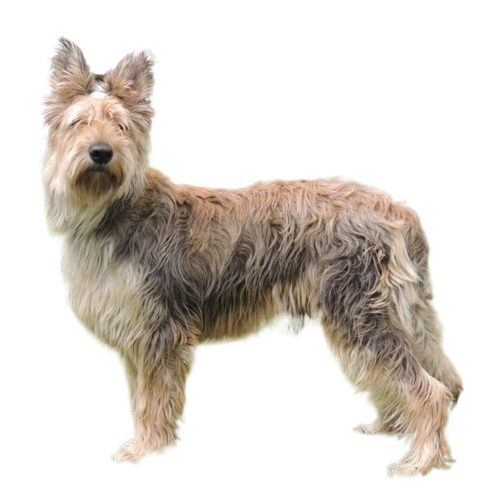 Berger Picard looking attentive