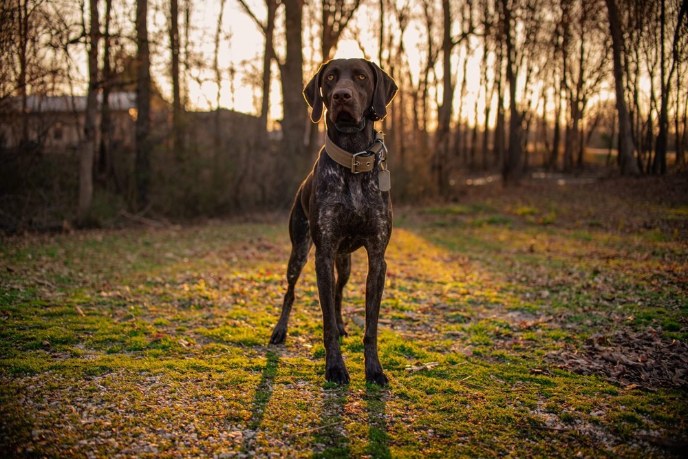 Pointer dog in profile