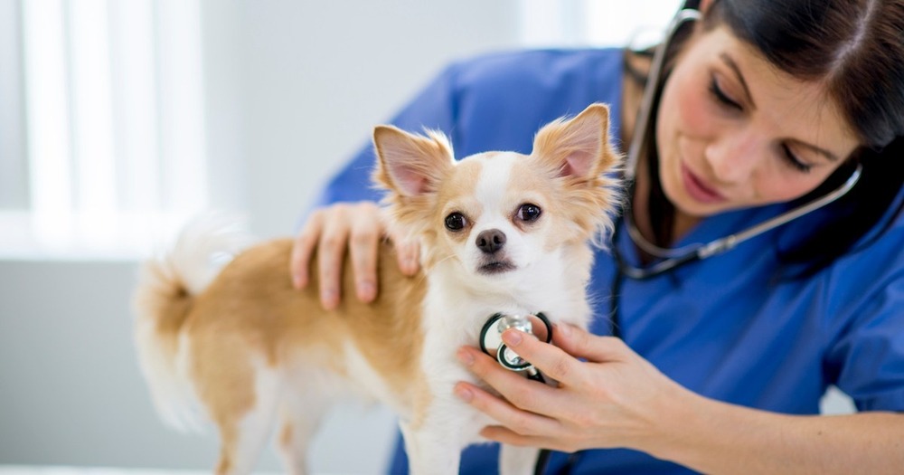 Veterinary diagram of a dog's heart and major vessels
