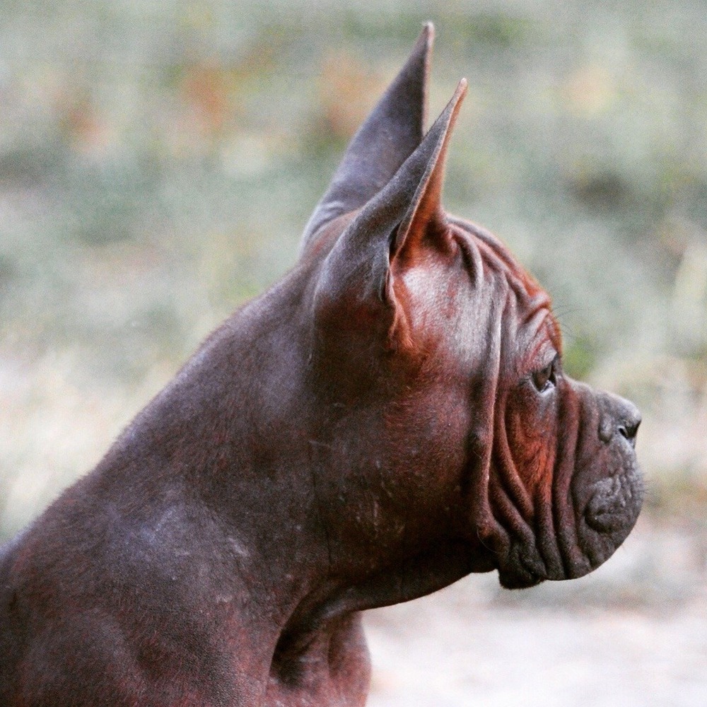 Chongqing Dog standing side-on