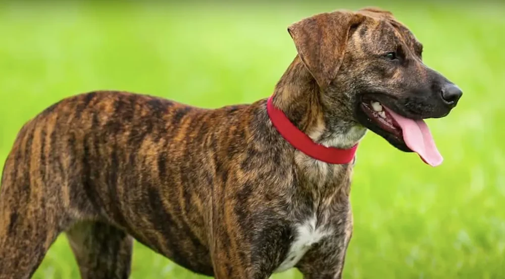Treeing Tennessee Brindle standing outdoors