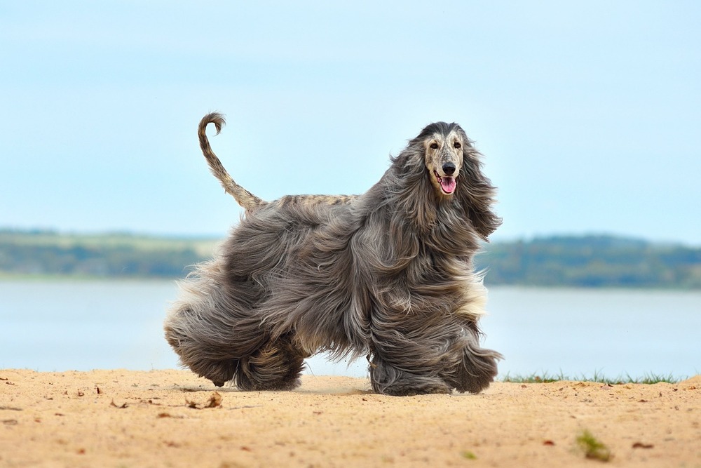 Afghan Hound outdoors looking to the side