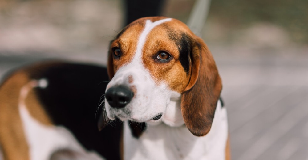 Close view of a Deutsche Bracke head and ears