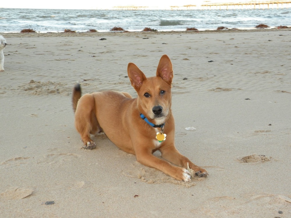 Carolina Dog profile with upright ears