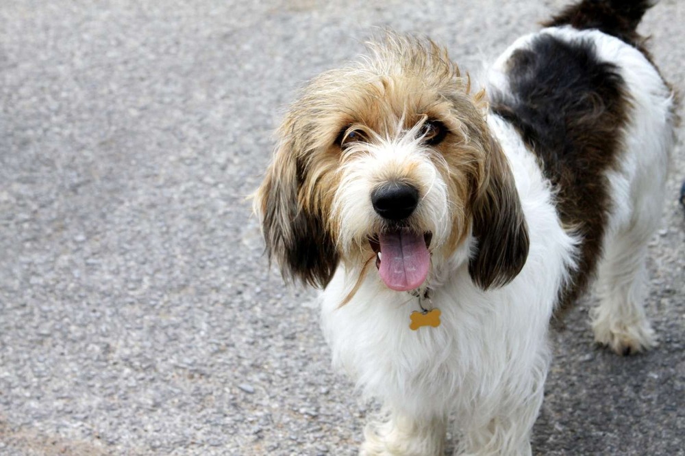 Petit Basset Griffon Vendeen resting with long ears visible