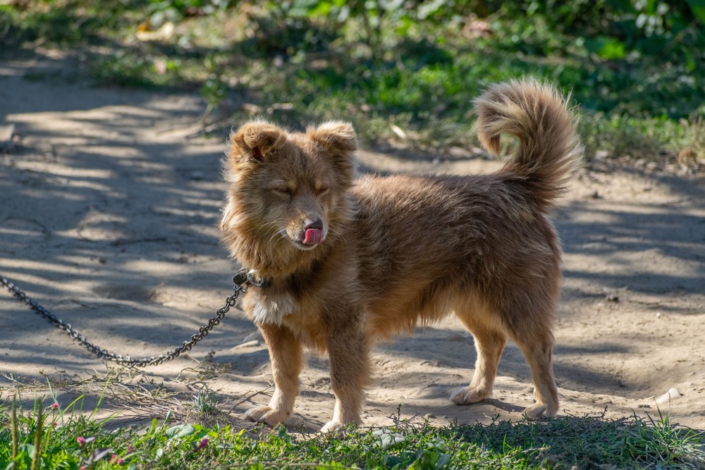 Small dog standing near grass