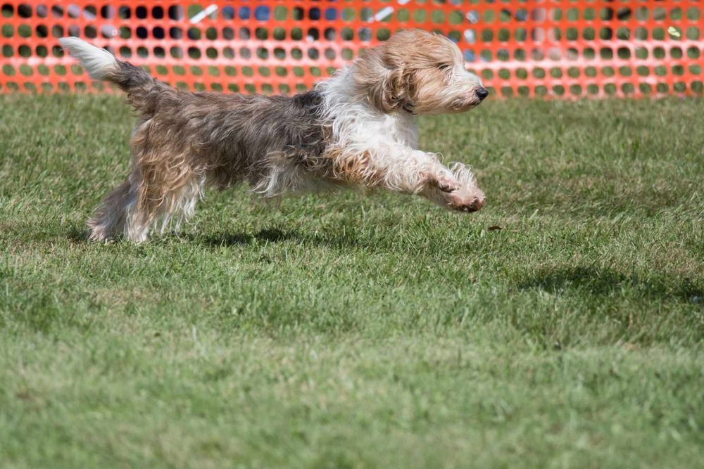Petit Basset Griffon Vendeen standing outdoors