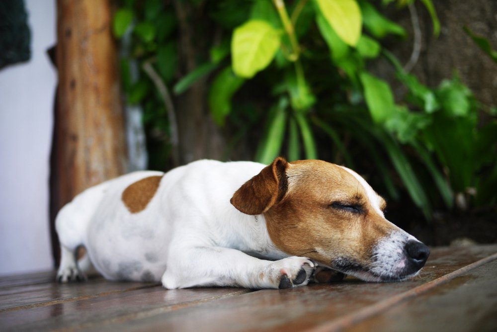 Dog resting while recovering