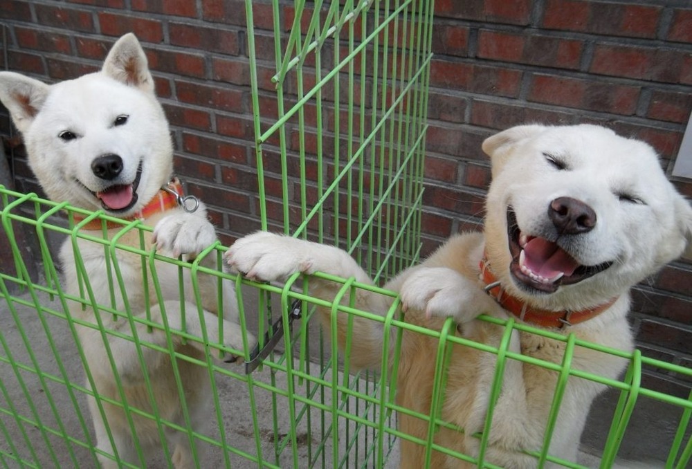 White spitz-type dog standing outdoors