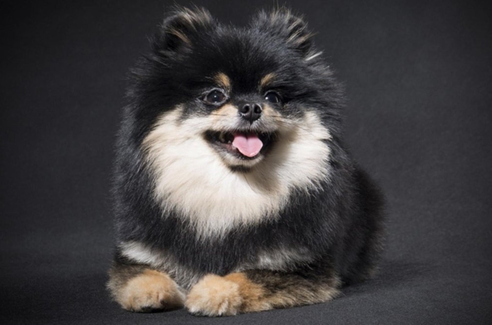 Spitz dog outdoors in a natural setting