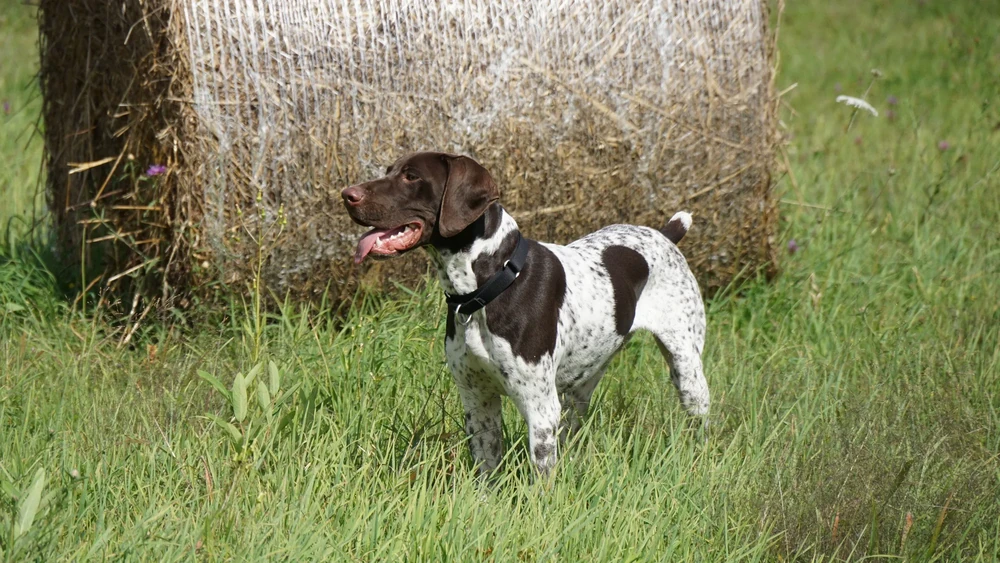 Gundog standing in grass