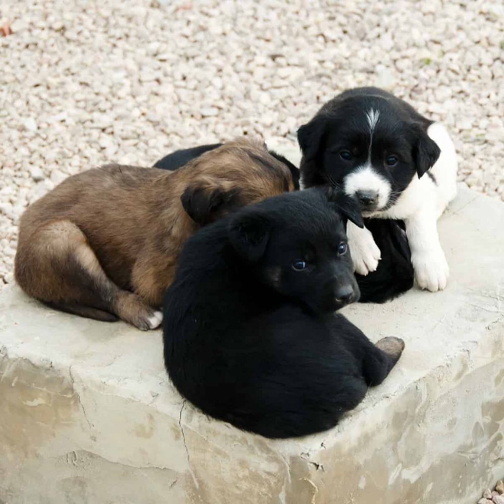 Aidi standing outdoors