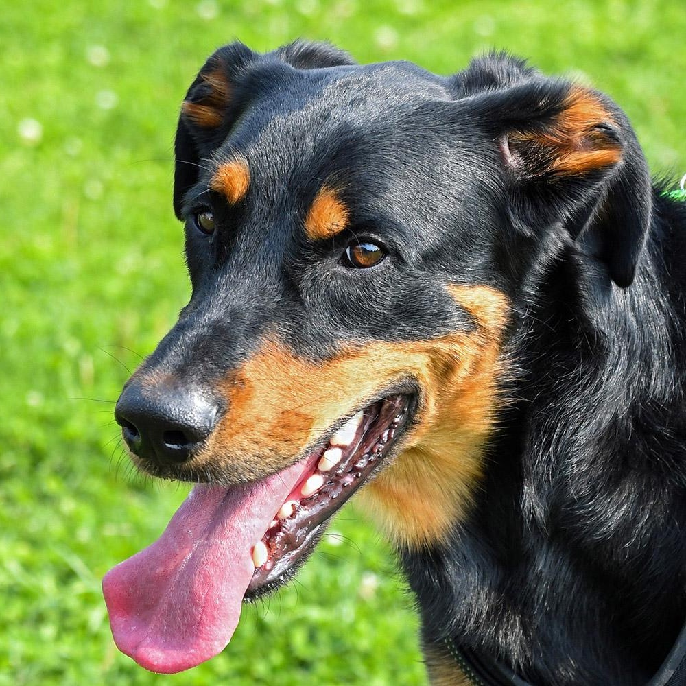 Beauceron standing outdoors