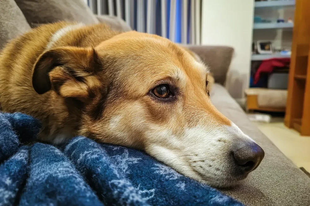 Dog resting comfortably at home