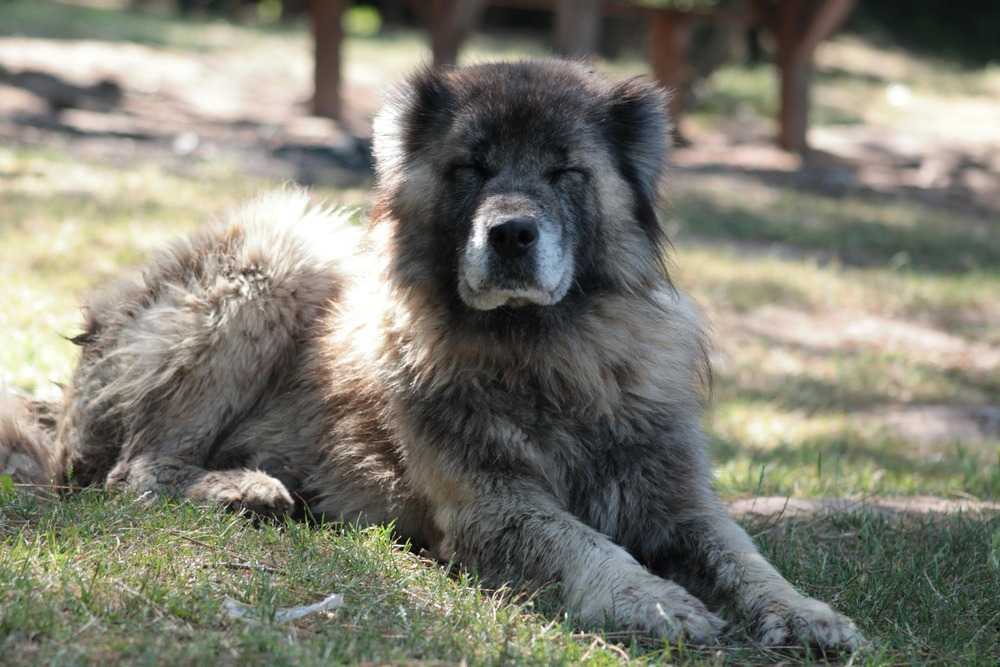 Large dog resting on the ground
