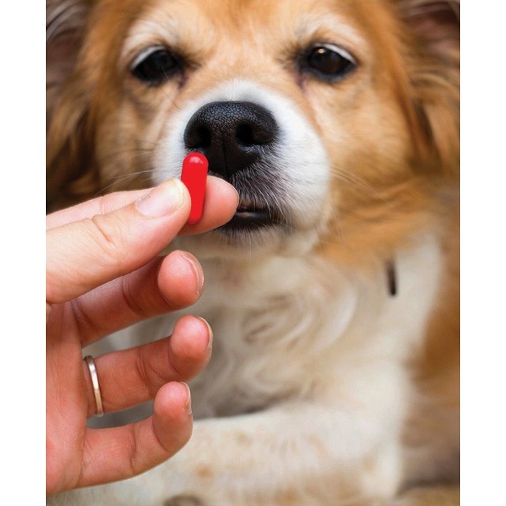 Owner holding a labelled medicine bottle for a dog