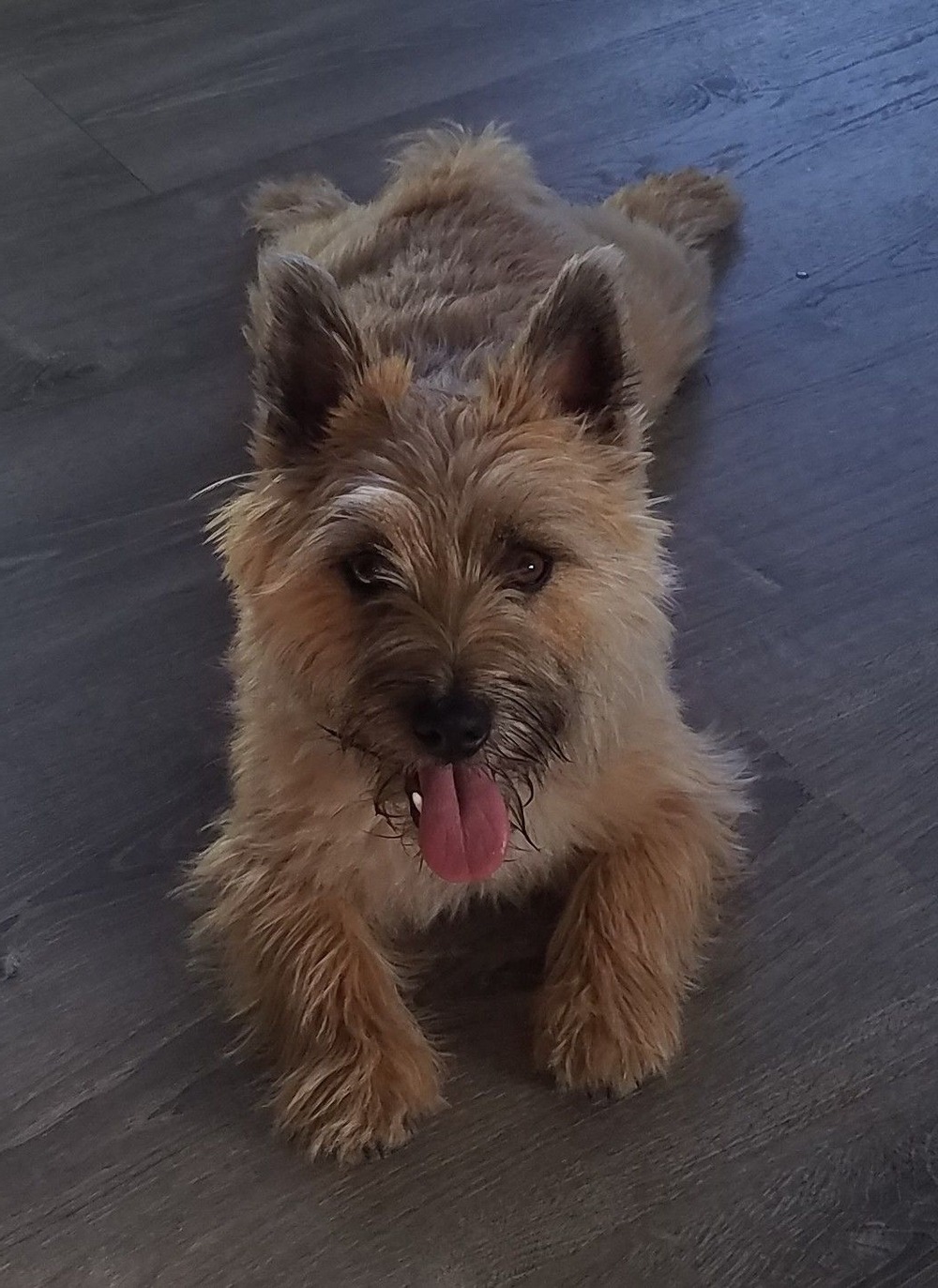 Cairn Terrier looking alert with upright ears
