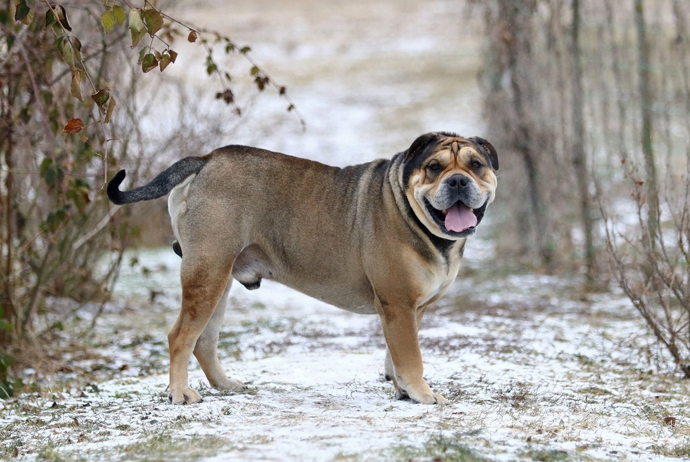 Ca de Bou standing outdoors