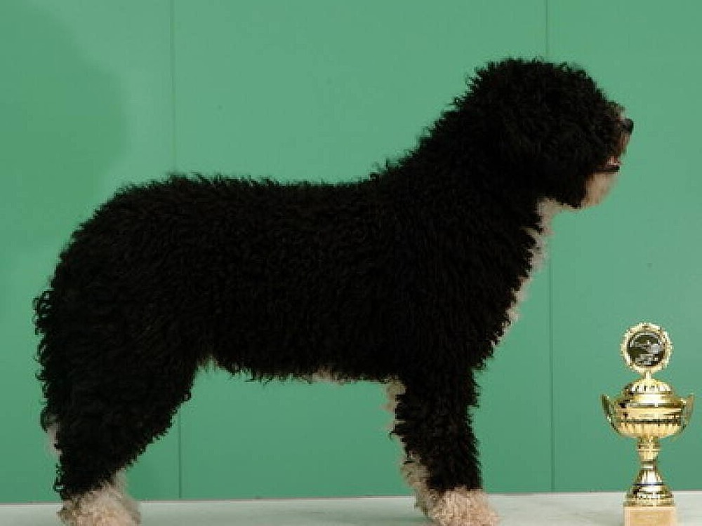 Curly-coated Spanish Water Dog close-up