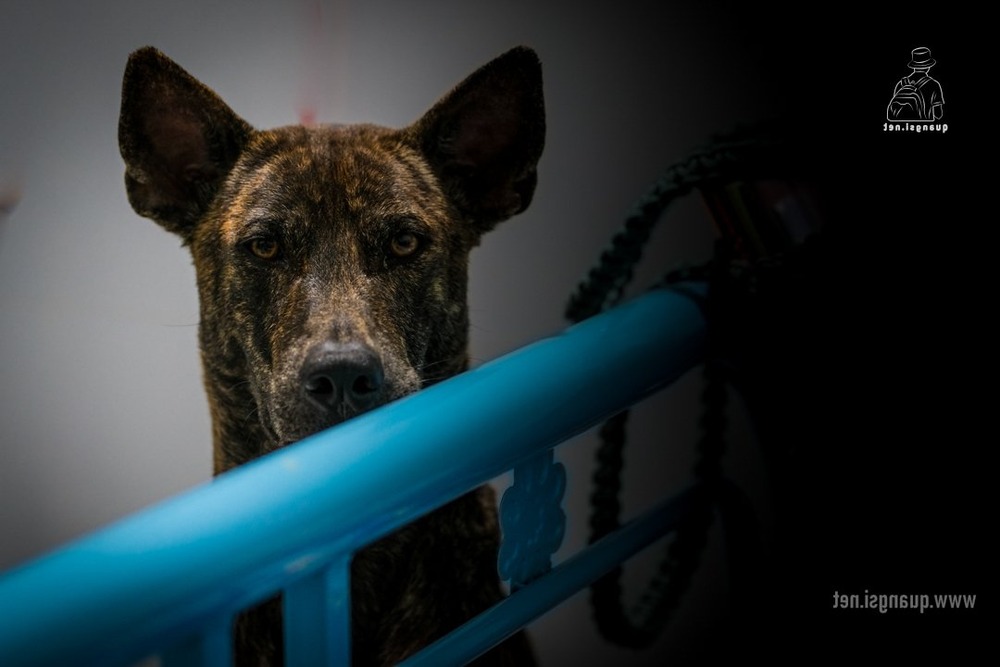 Close view of a Phu Quoc Ridgeback head and ears