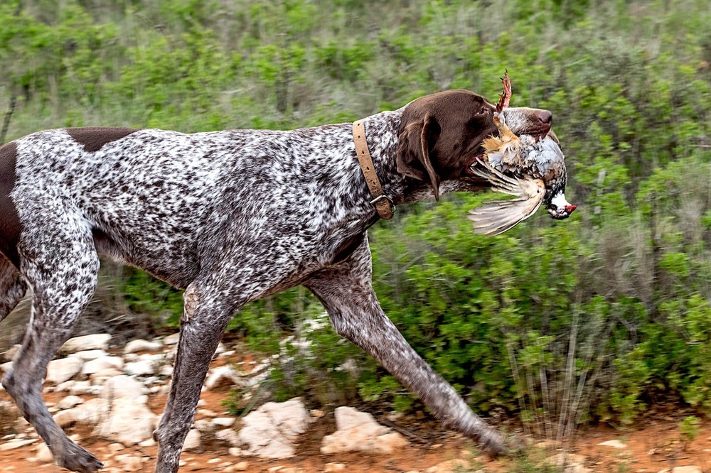 German Shorthaired Pointer outdoors in profile