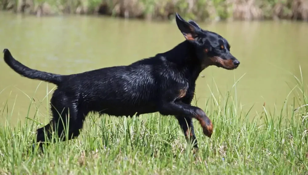 Slovenský kopov moving through a wooded area