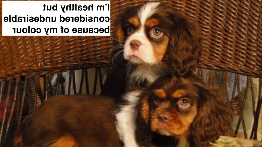 Close view of a purebred dog standing squarely