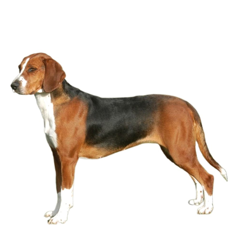 Hamiltonstovare running on grass