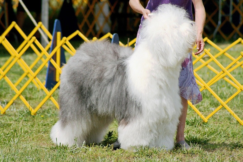 Old English Sheepdog sitting calmly with long facial hair