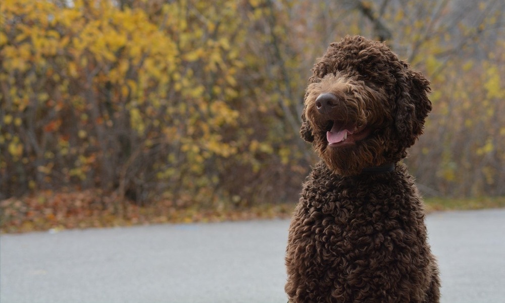 Barbet standing outdoors with curly coat